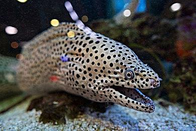 《霓虹入侵者》9月29日发售 国区售价70元